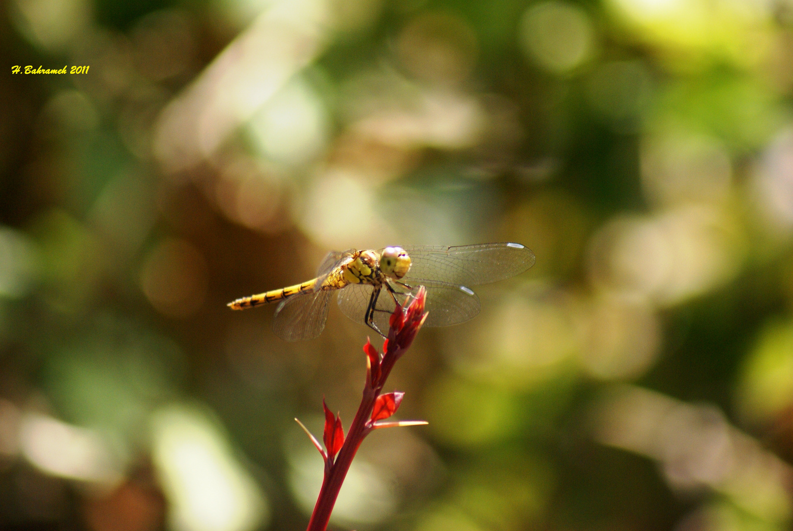 Dragonfly by hassan bahrameh