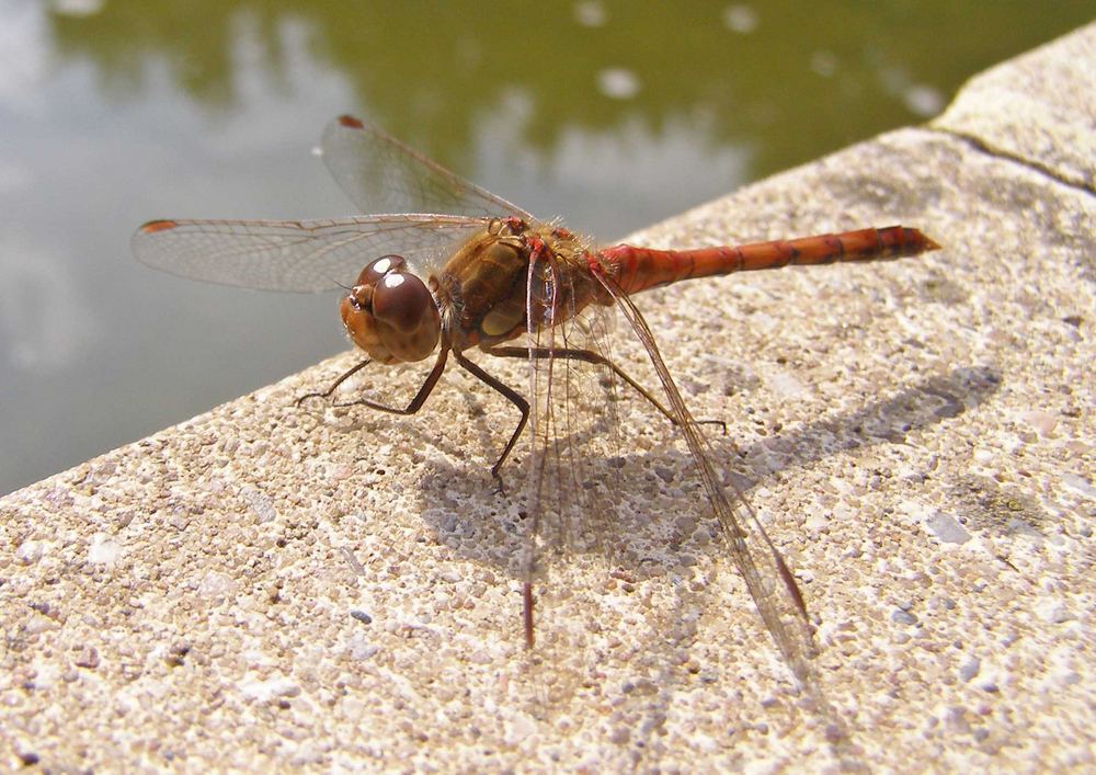 Dragonfly