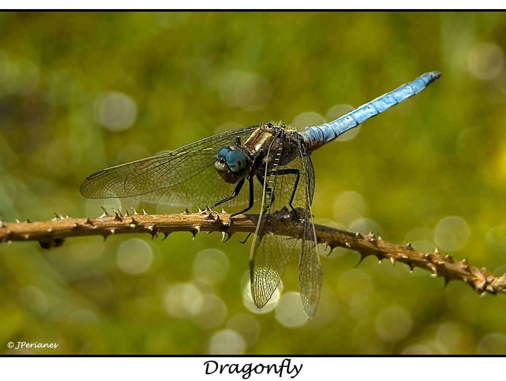 Dragonfly