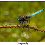 Dragonfly