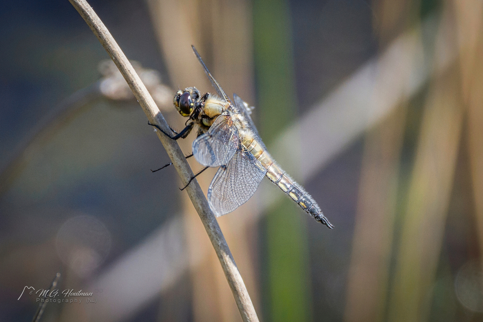 Dragonfly