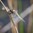 Dragonfly