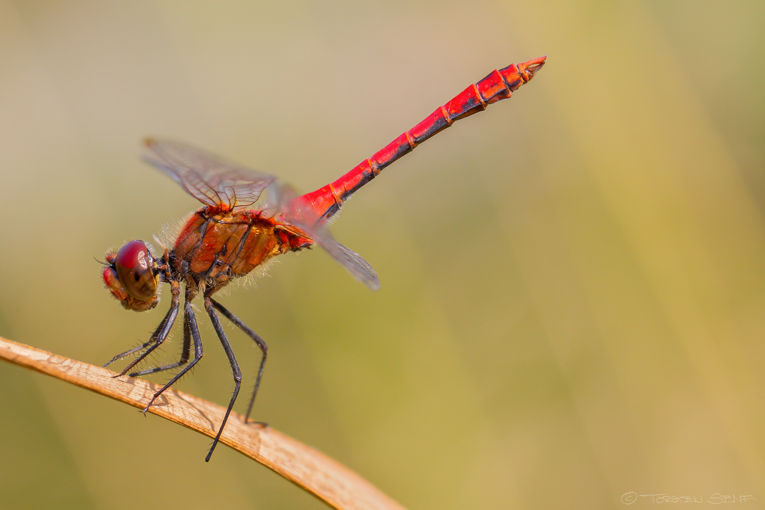 Dragonfly