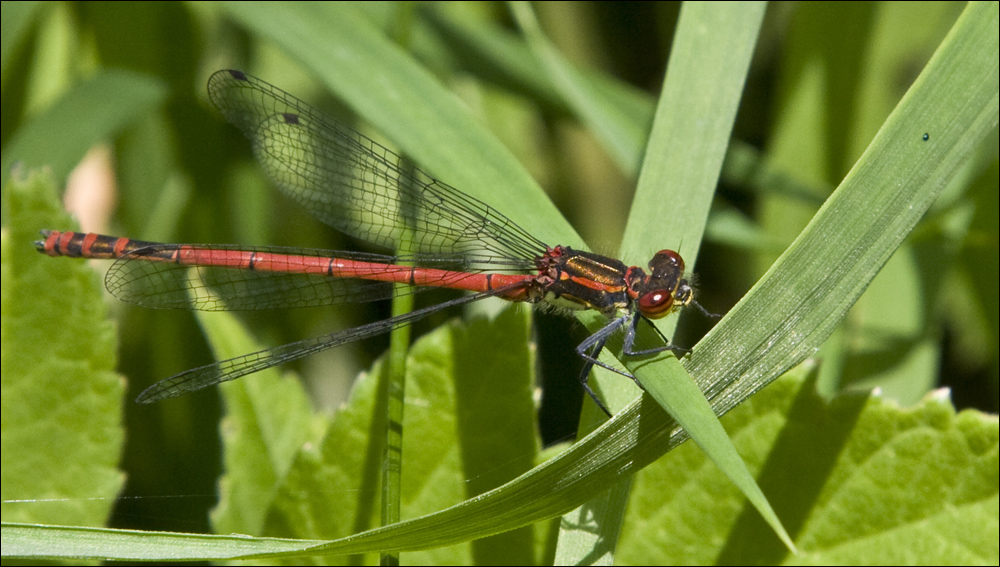 Dragonfly