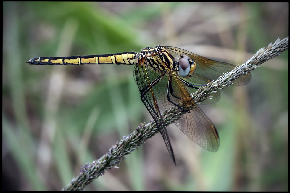 dragonfly...