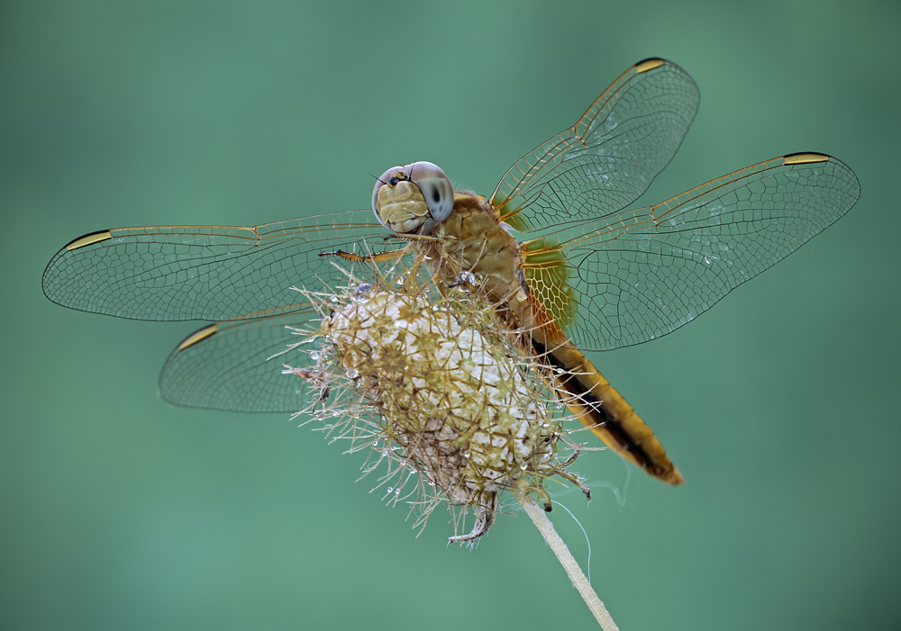 dragonfly