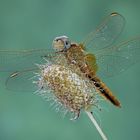 dragonfly