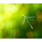 .: dragonfly :.