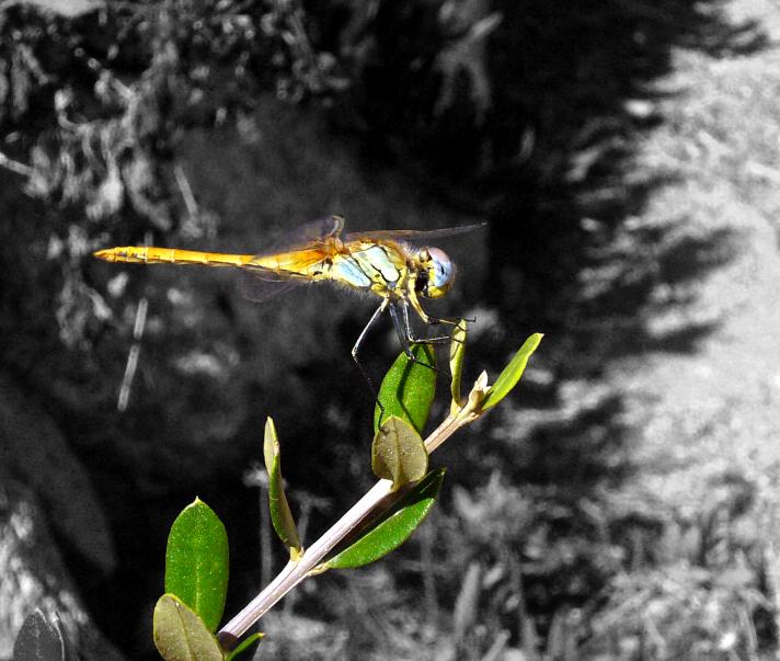 DragonFly