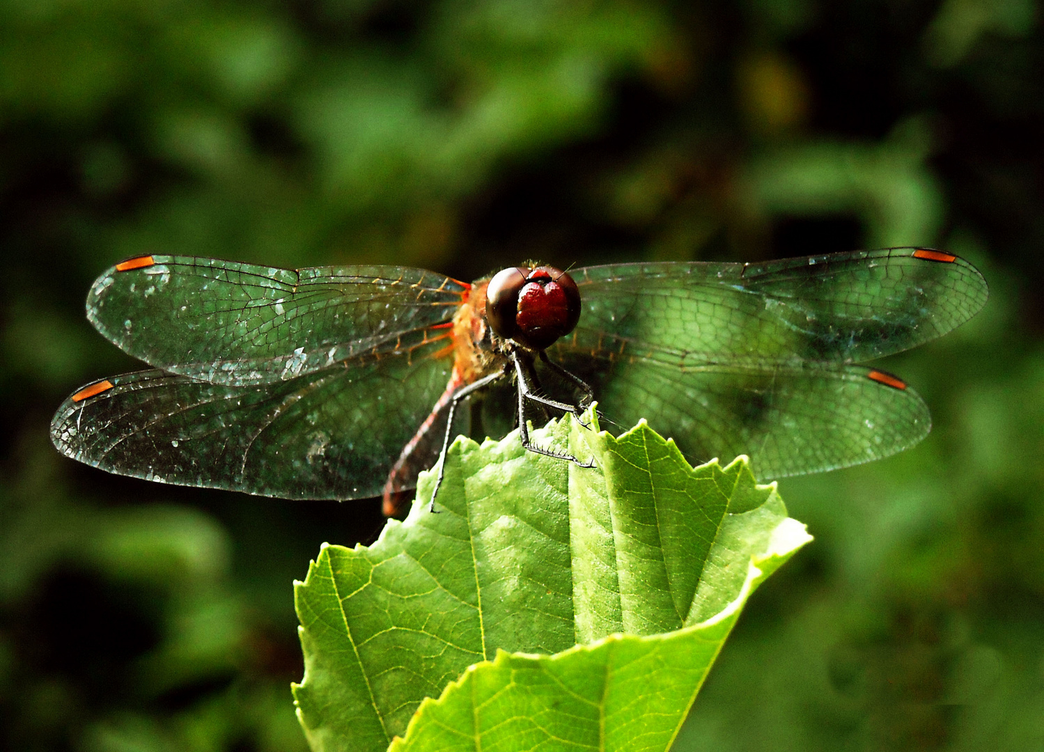 dragonfly