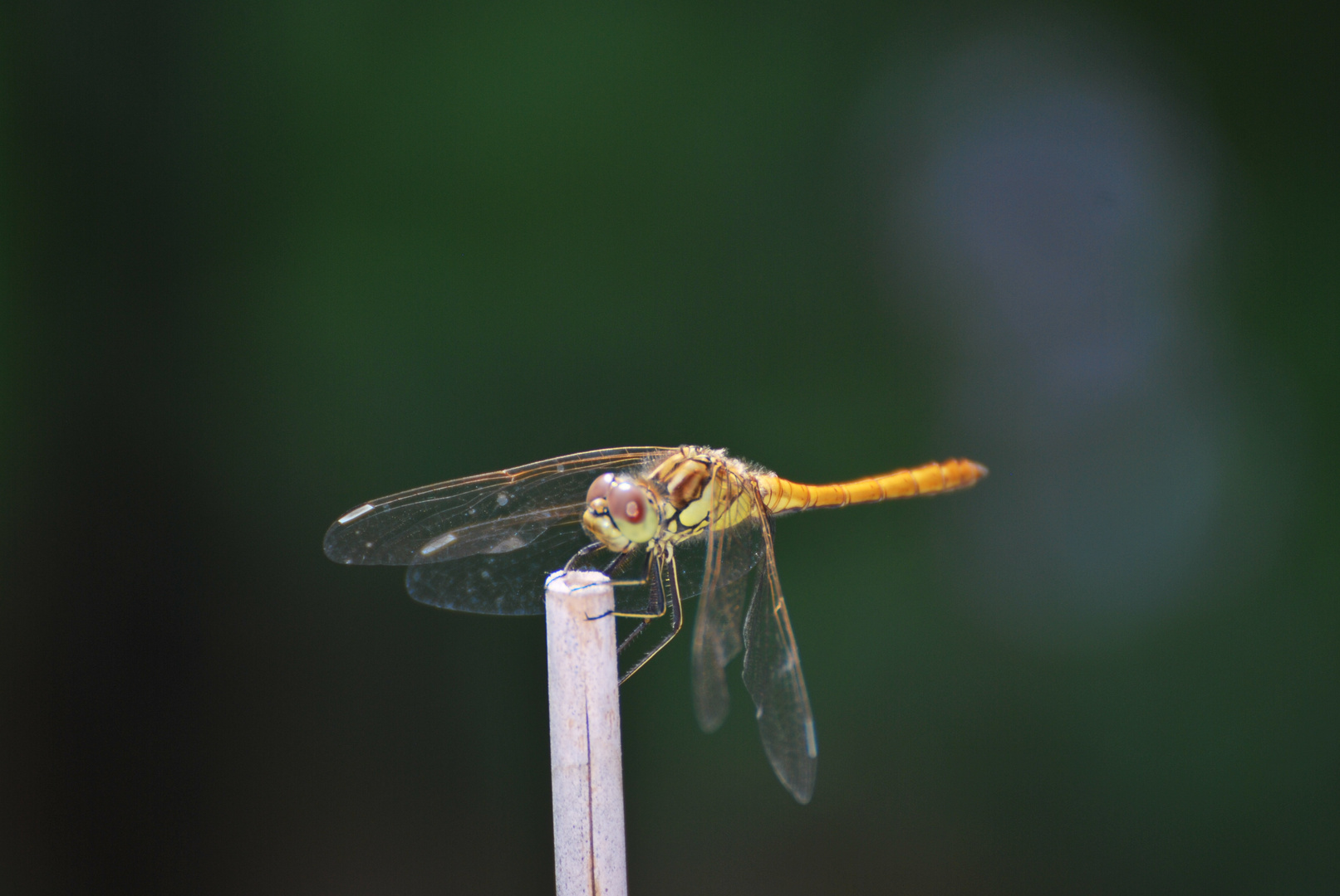 Dragonfly