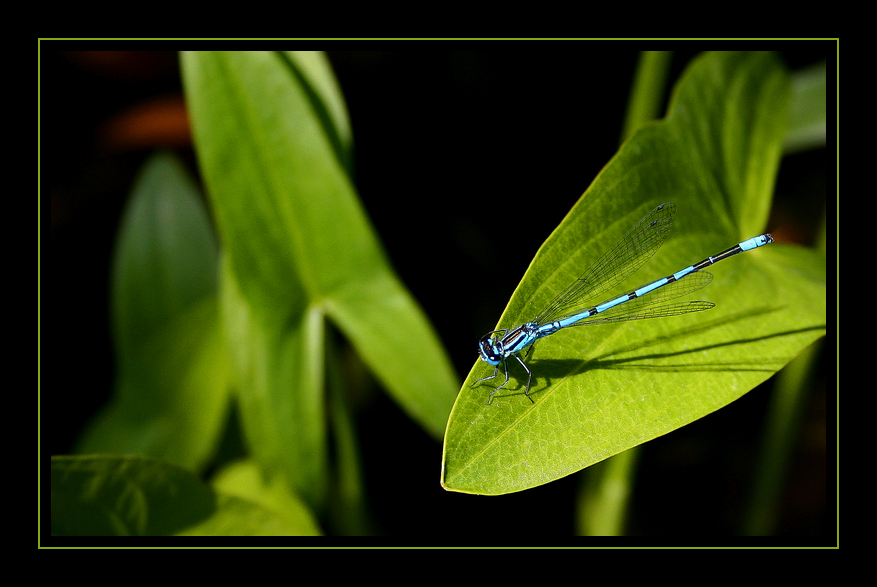 dragonfly