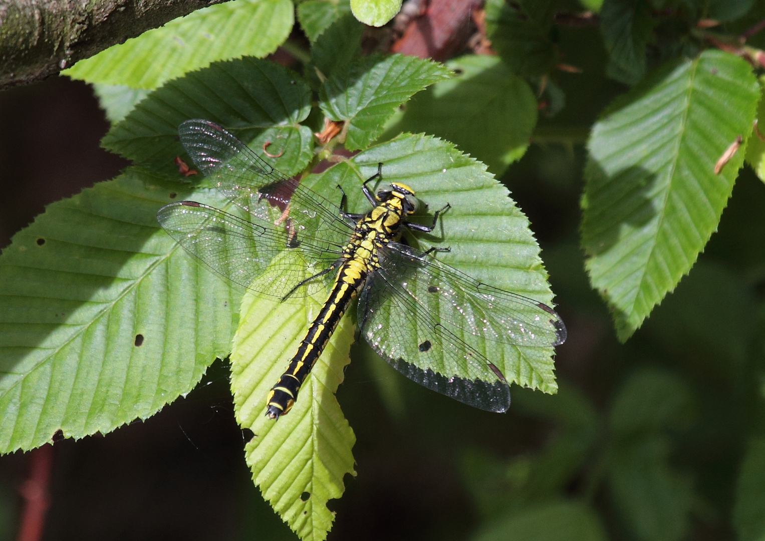 Dragonfly