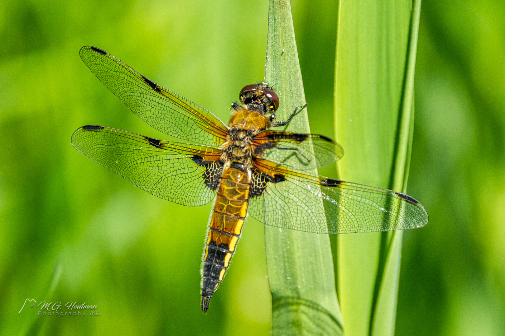 Dragonfly close-up