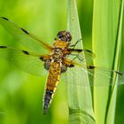 Dragonfly close-up