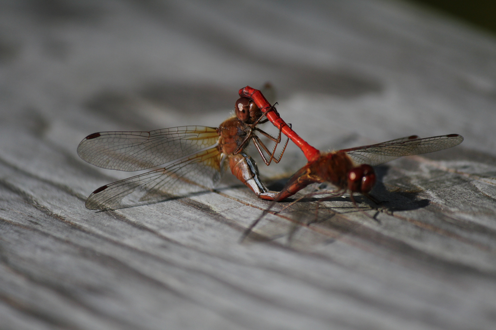 Dragonfly coupling