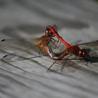 Dragonfly coupling
