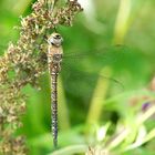 dragonfly cross