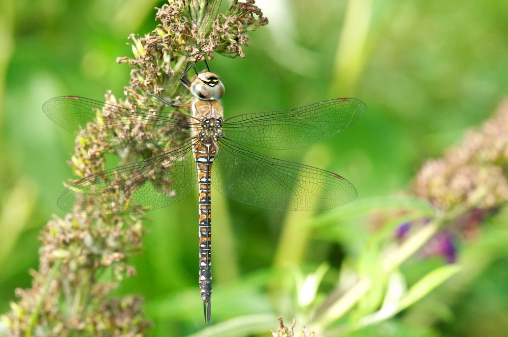 dragonfly cross