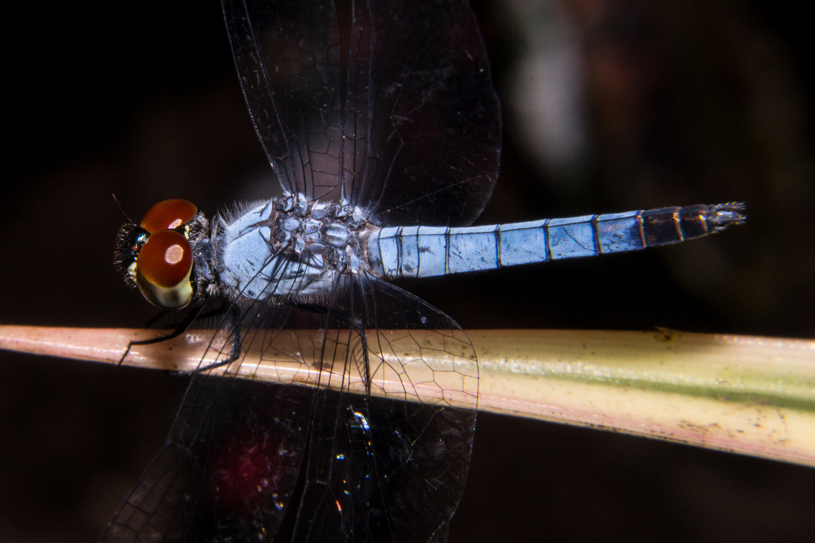 Dragonfly