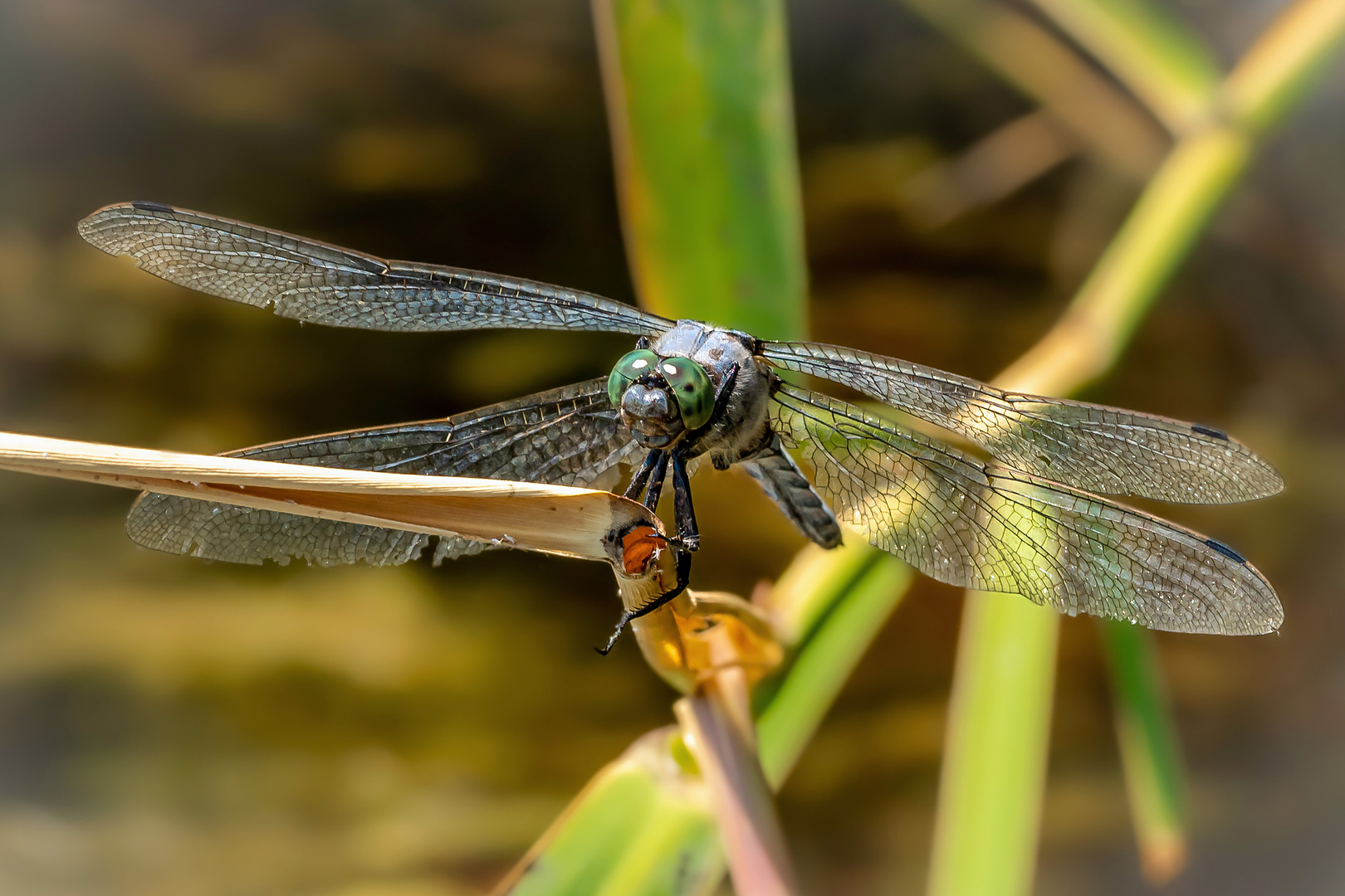 Dragonfly