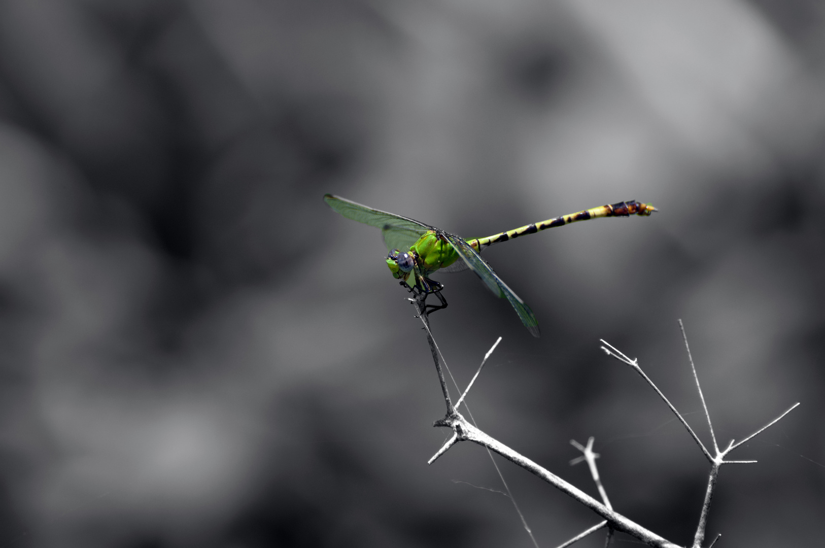 Dragonfly