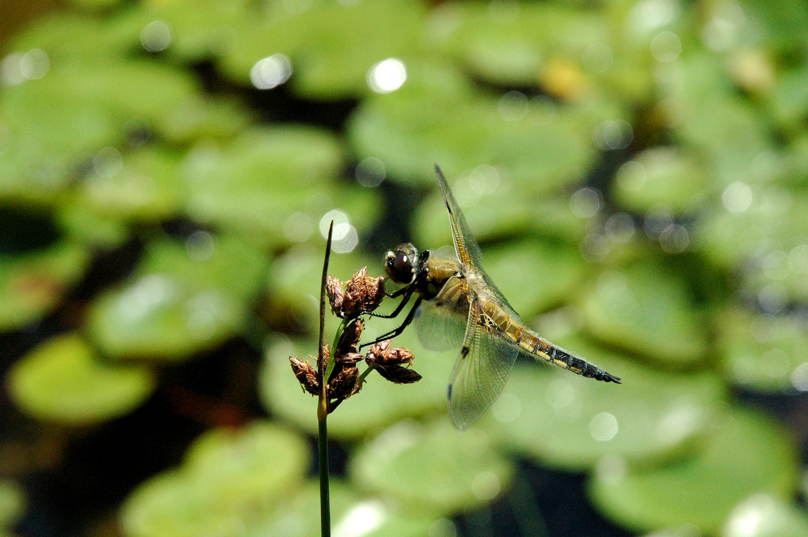 Dragonfly