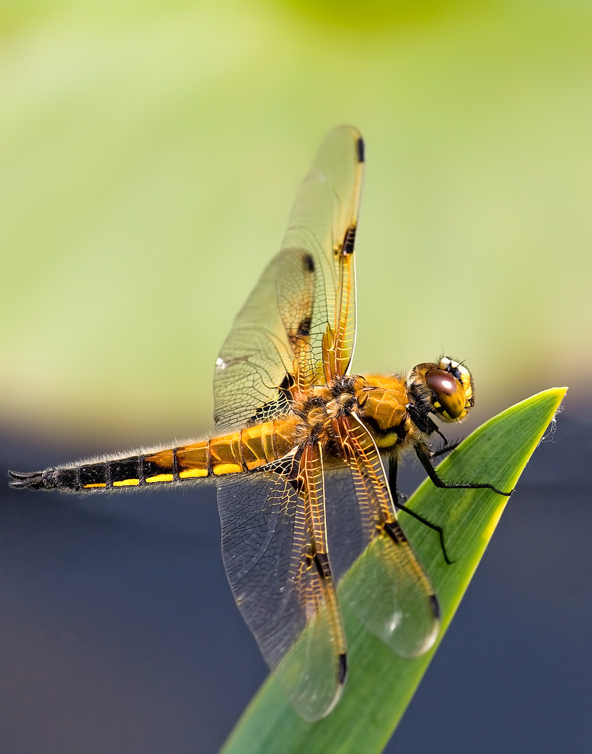 [dragonfly]