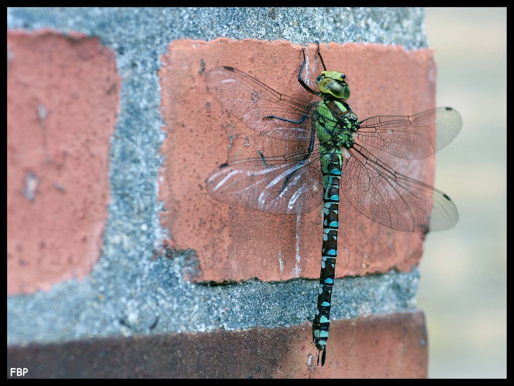 ~ Dragonfly ~