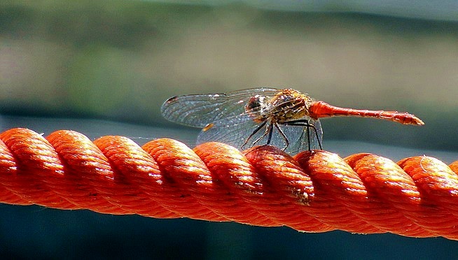 dragonfly