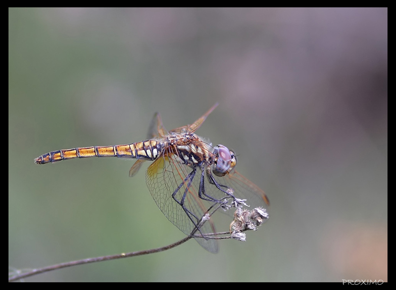 DRAGONFLY DREAMS