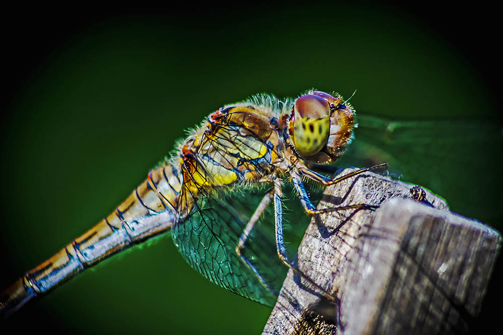 Dragonfly