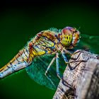 Dragonfly