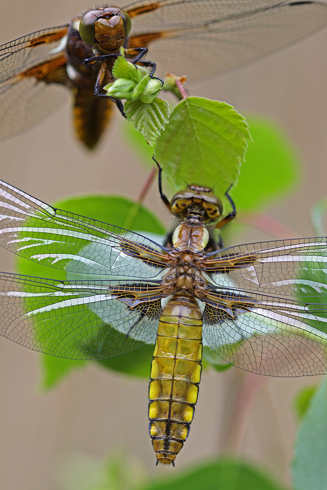 Dragonfly