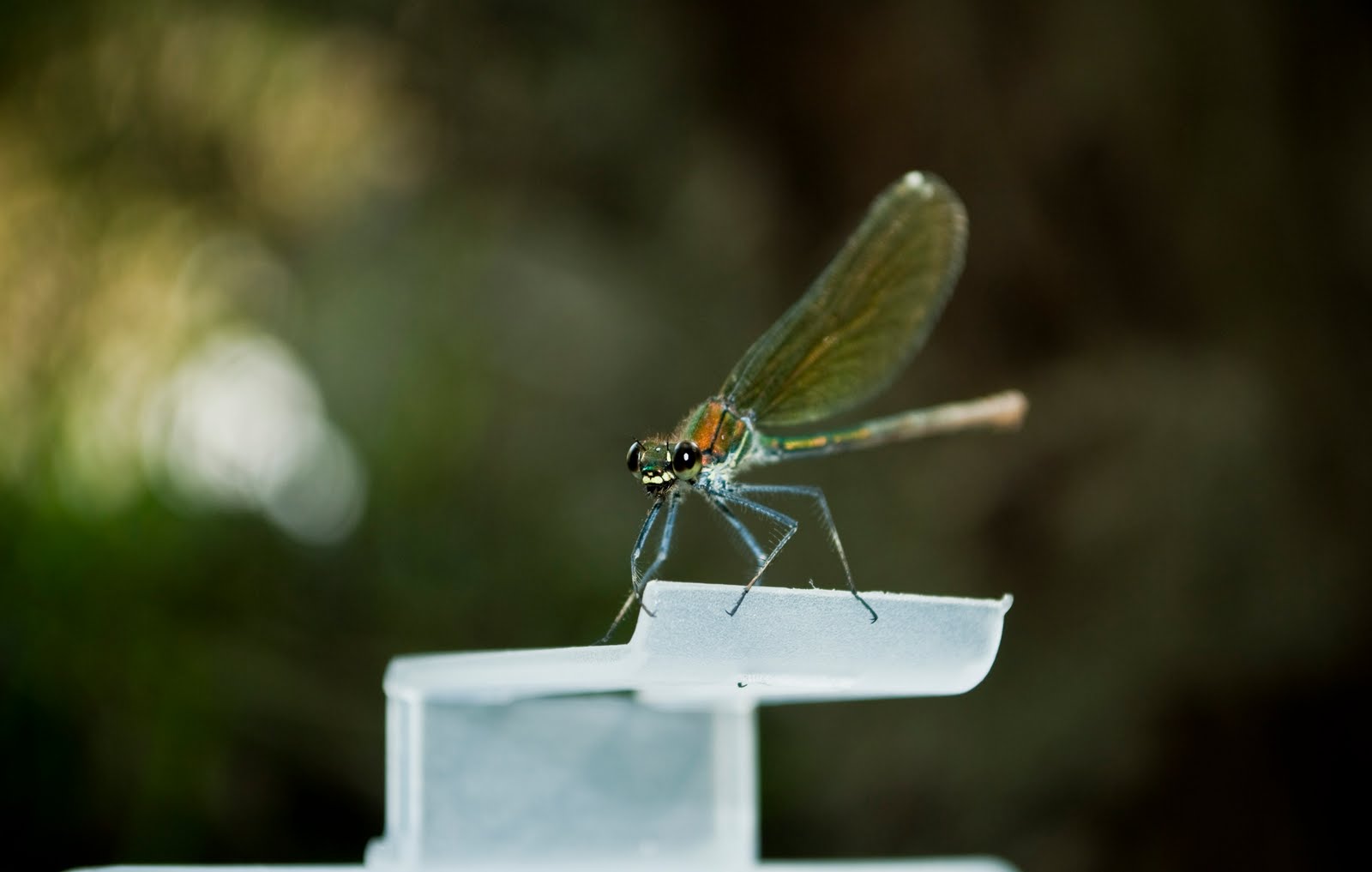 dragonfly