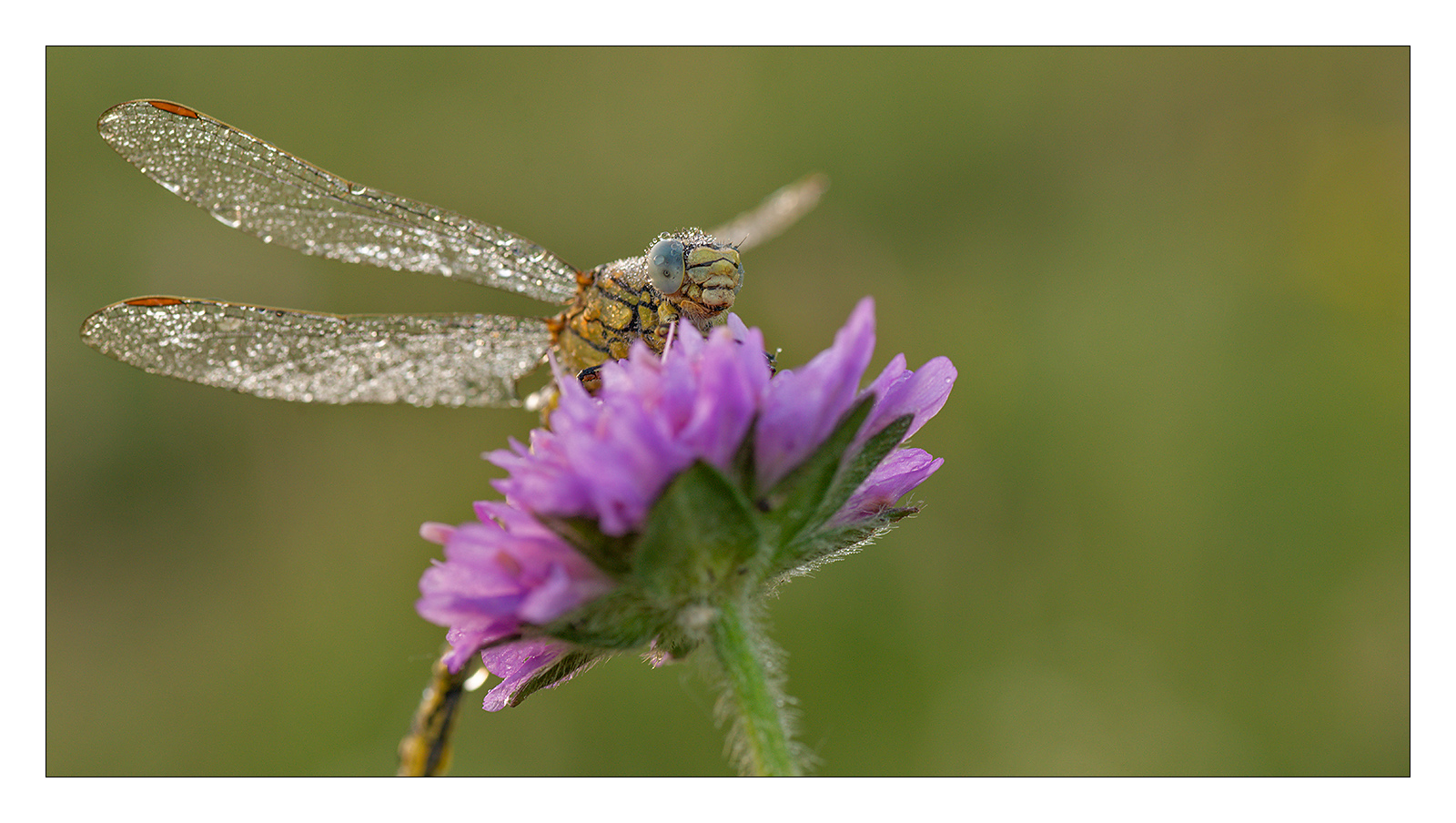 °°° Dragonfly °°°