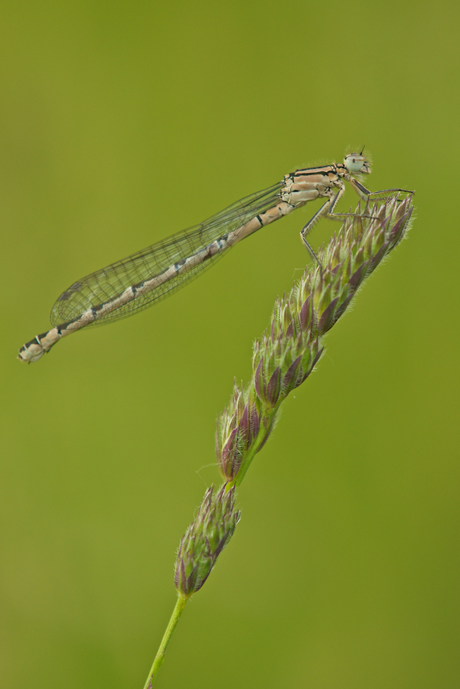 ...Dragonfly...