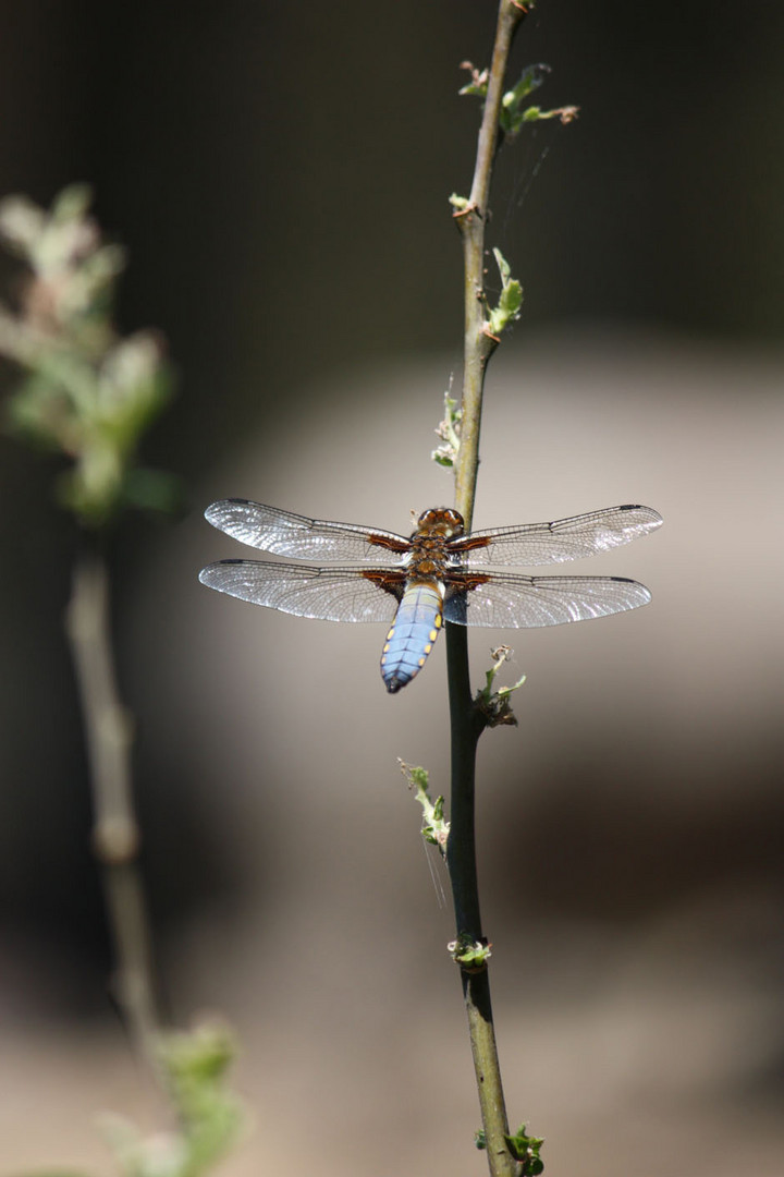 Dragonfly