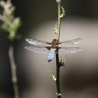 Dragonfly