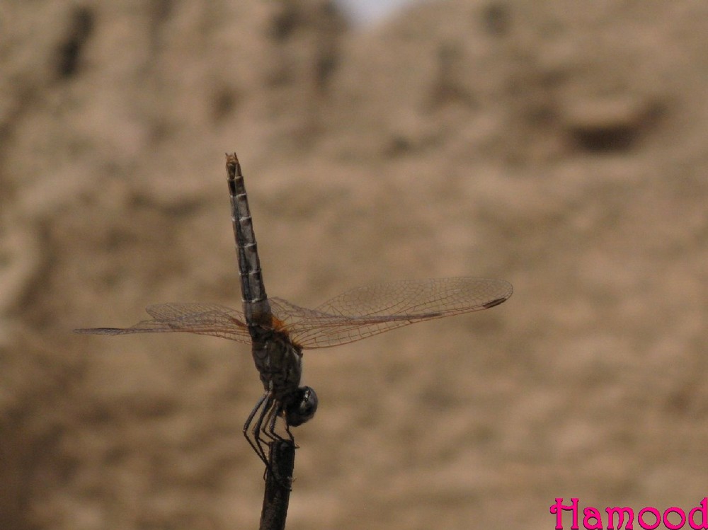 dragonfly