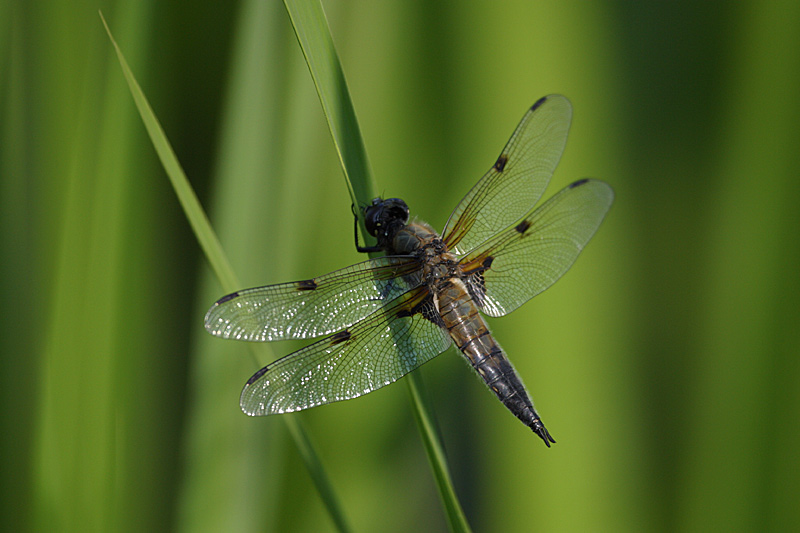 Dragonfly