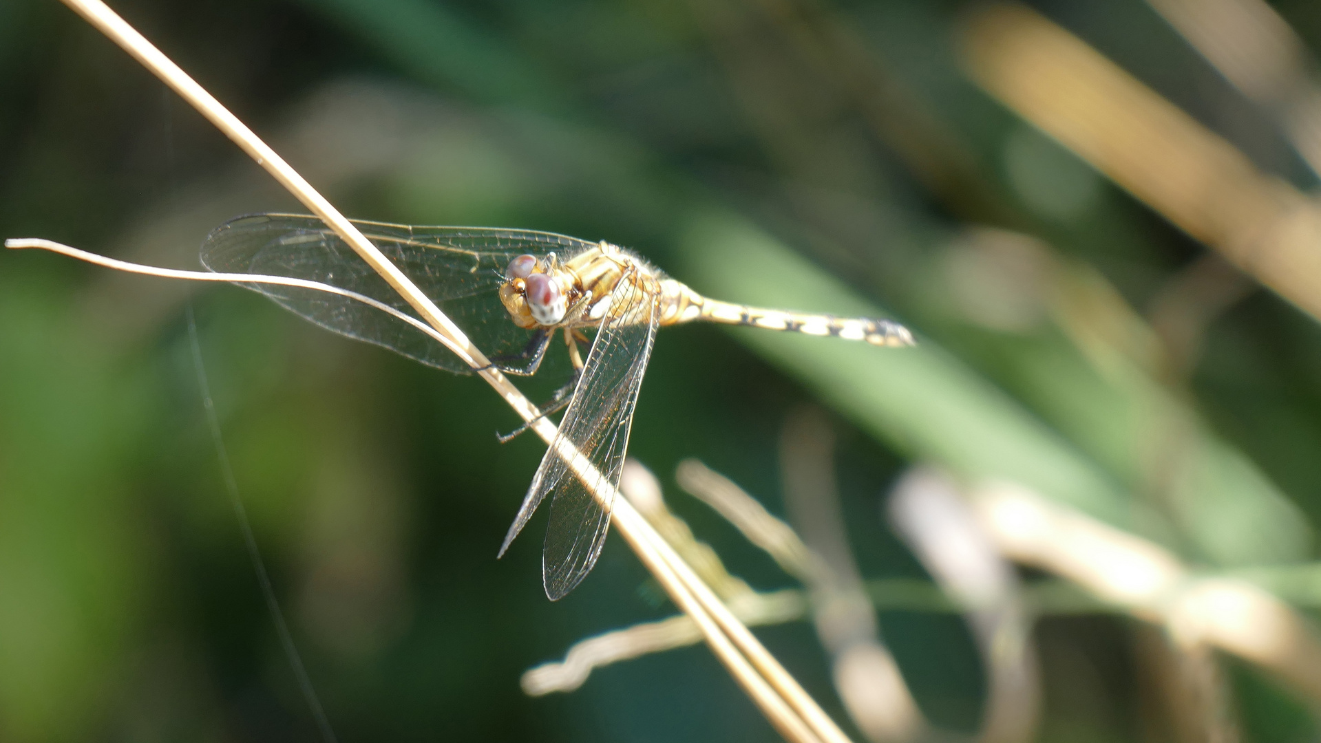 Dragonfly