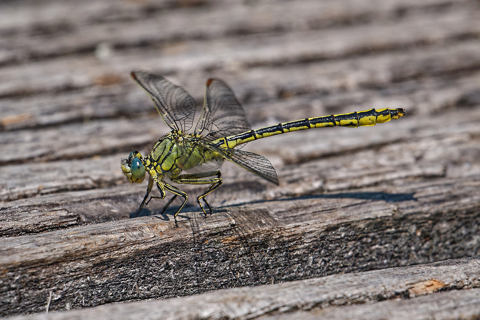 Dragonfly