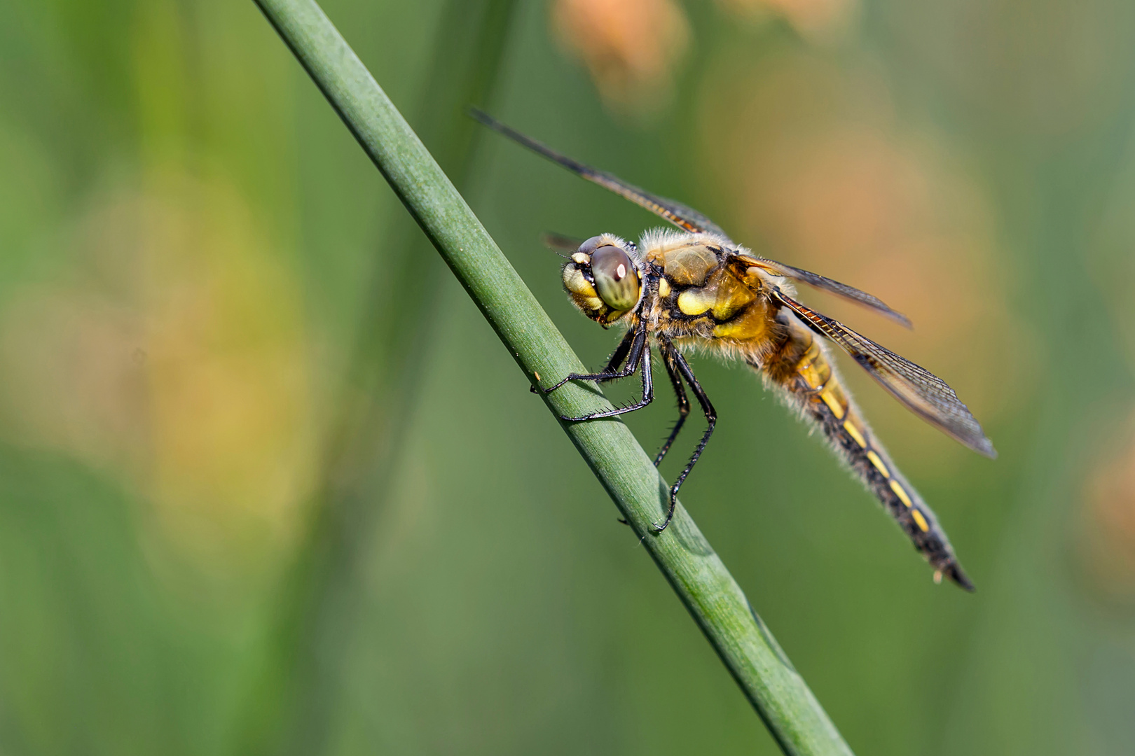 Dragonfly