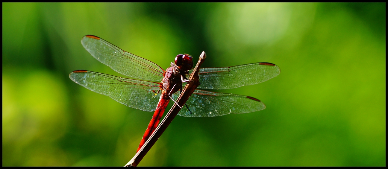 dragonfly