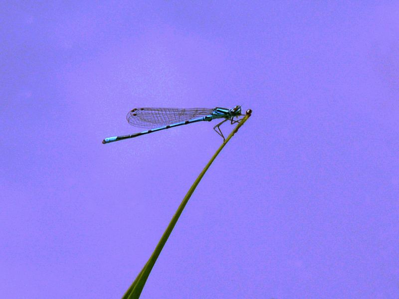 =ï= dragonfly =ï=