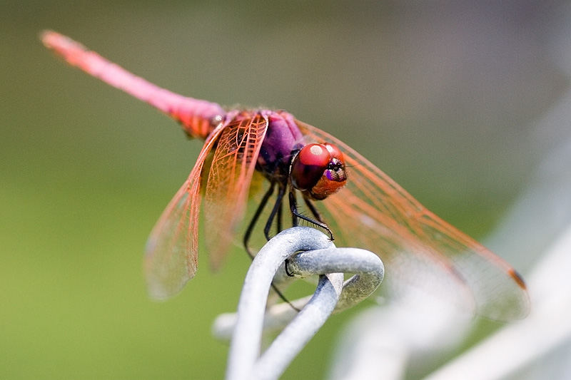 Dragonfly