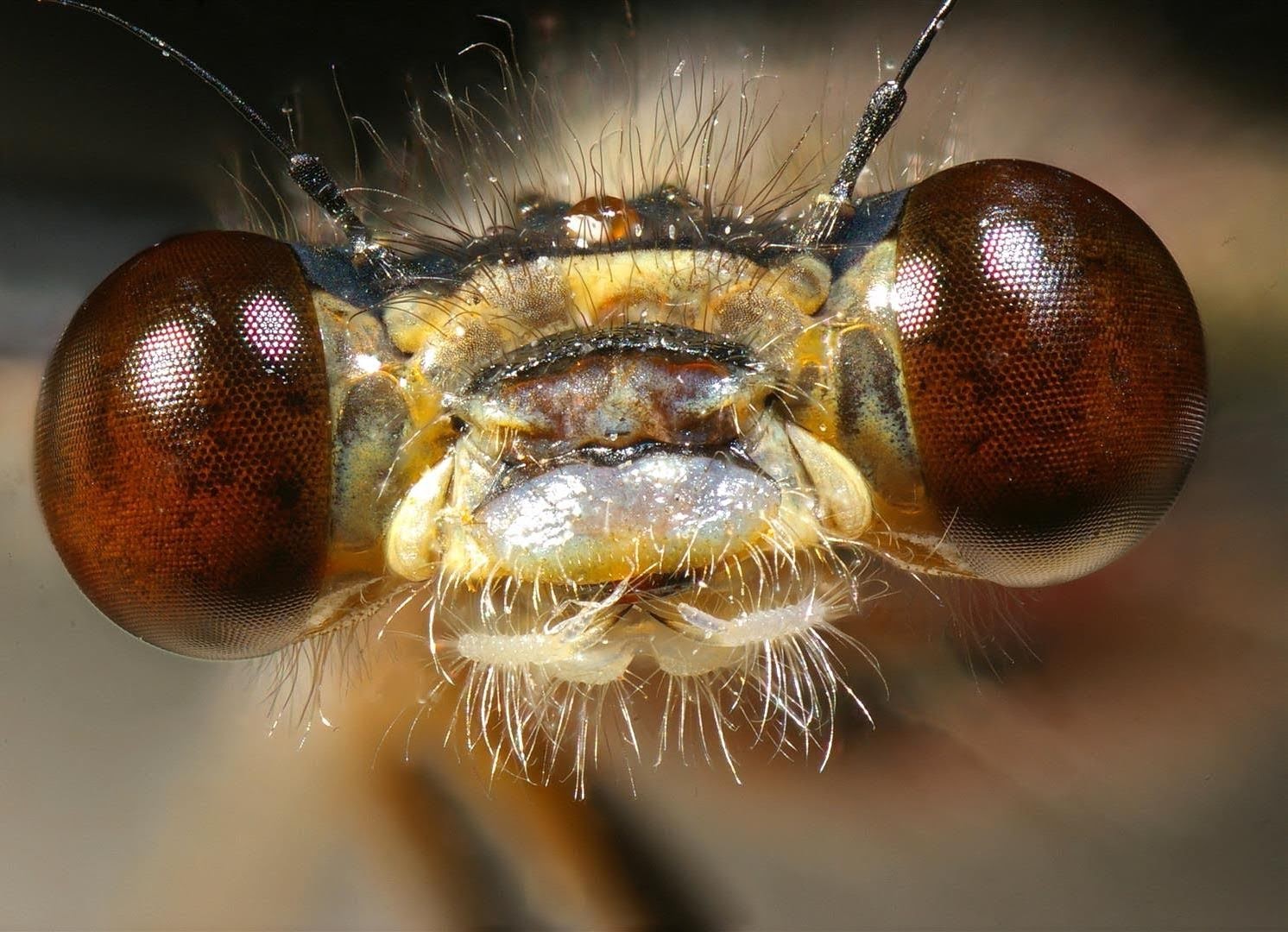 Dragonfly eyes.