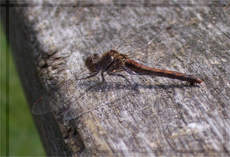 Dragonfly