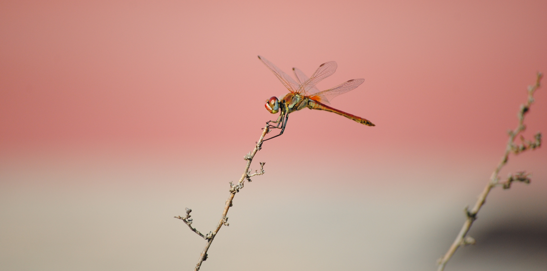 Dragonfly